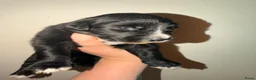 Kruising honden te koop: 🐾 Vier Prachtige Australische Retriever Teefjes - Advertentie 8