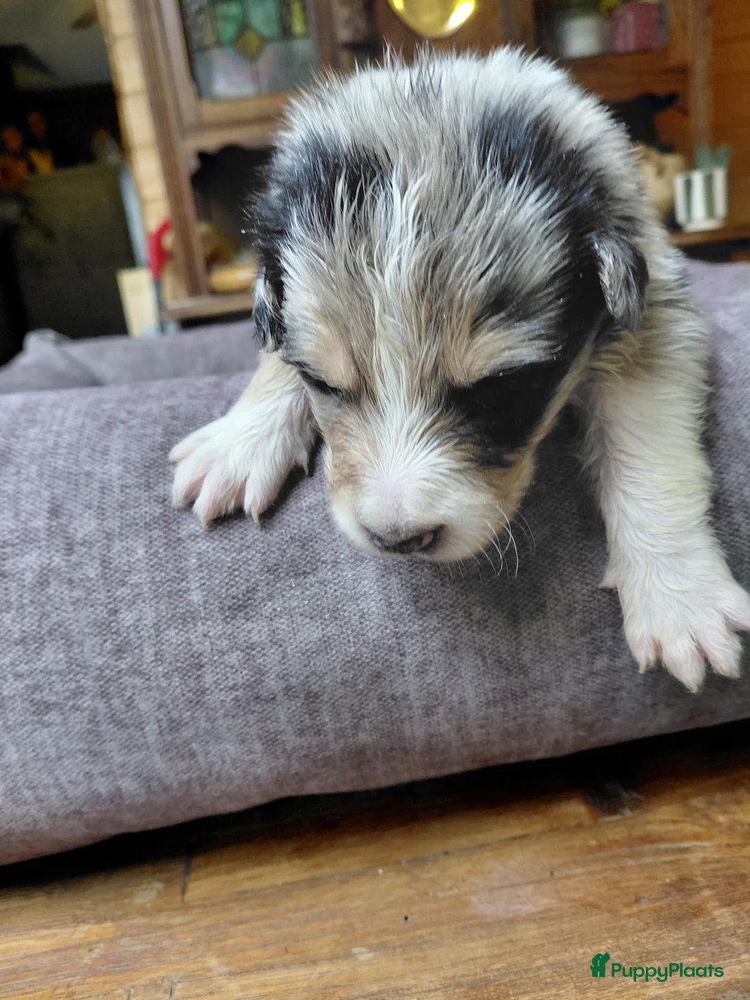 Border Collie honden te koop: Bordercollie pups  - Advertentie 2