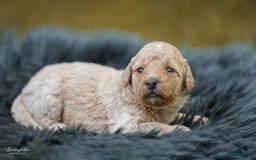 Labradoodle honden te koop: Prachtige multigen Labradoodles wavy vacht - Afbeelding 20