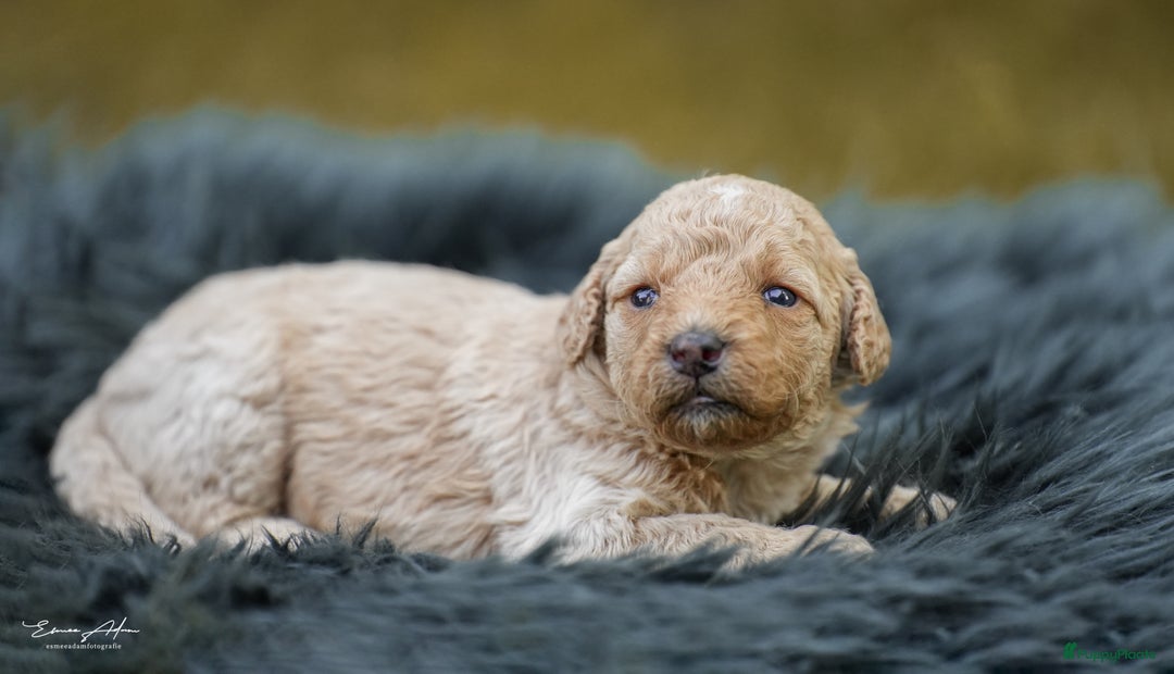 Labradoodle honden te koop: Prachtige multigen Labradoodles wavy vacht - Afbeelding 20