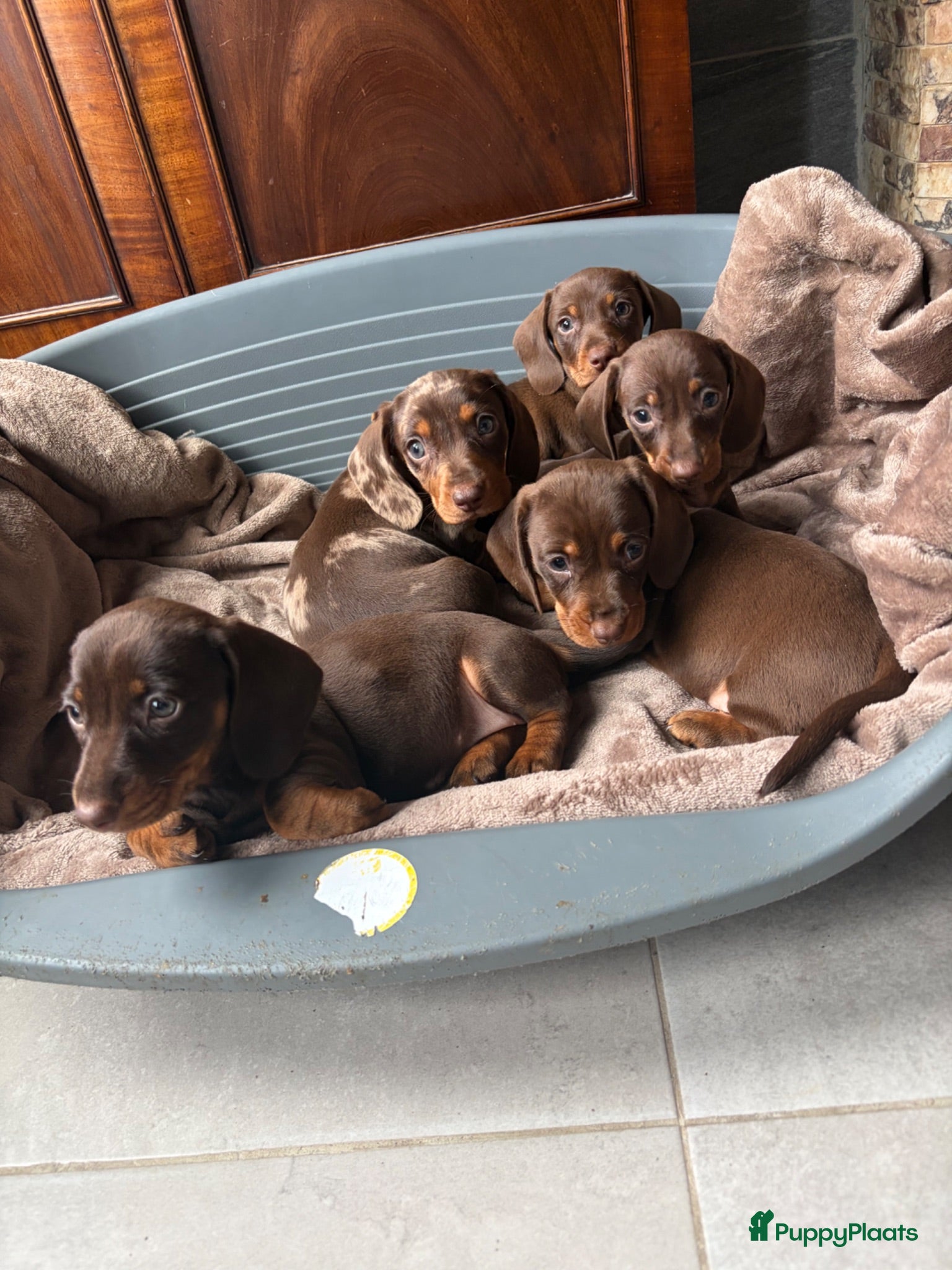 Teckel (korthaar)  honden Dwerg Teckel schatjes . - Advertentie 3