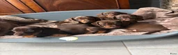 Teckel (korthaar)  honden te koop: Dwerg Teckel schatjes . - Advertentie 1