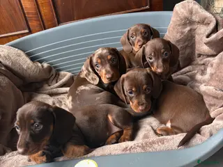 Teckel (korthaar) honden Dwerg Teckel schatjes . - Advertentie 2