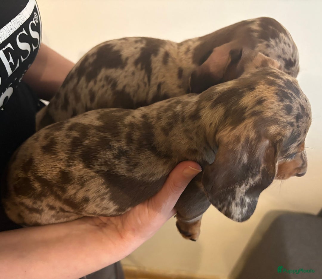 Teckel (korthaar)  honden te koop: Lieve teckel puppy’s opzoek naar gouden mandje - Advertentie 1