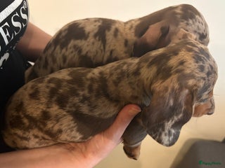 Teckel (korthaar) honden Lieve teckel puppy’s opzoek naar gouden mandje - Advertentie 16