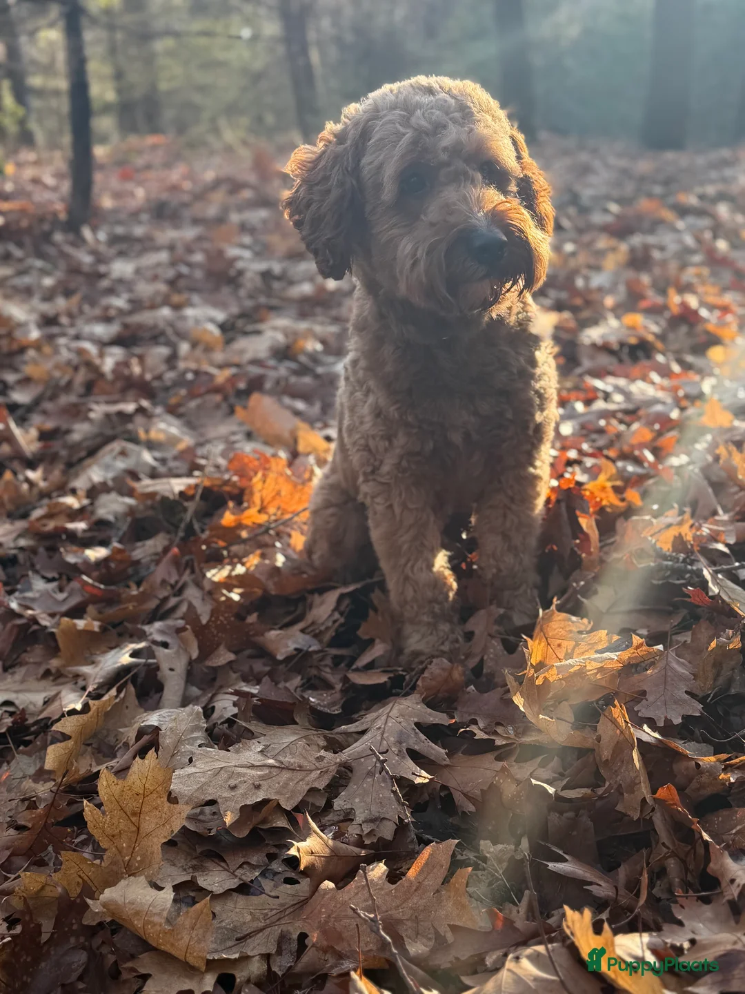 Australian Labradoodle honden te koop: Medium Cobberdog/Australian Labradoodle nestaank - Advertentie 10