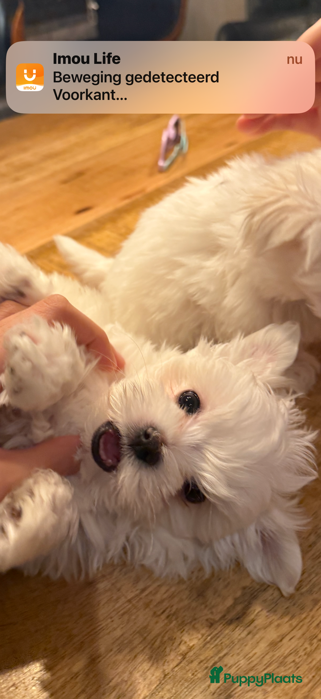 Maltezer honden te koop: Toy Maltezer pups - Advertentie 9