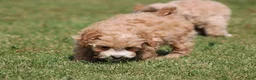 Maltipoo honden te koop: Knappe Maltipoo pups. - Advertentie 14