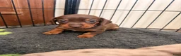 Dwergteckel honden te koop: Dwergteckel pups - Advertentie 22