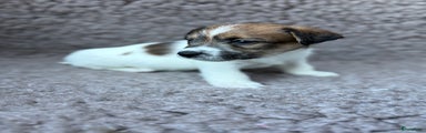 Jack Russel Terriër Puppy 7