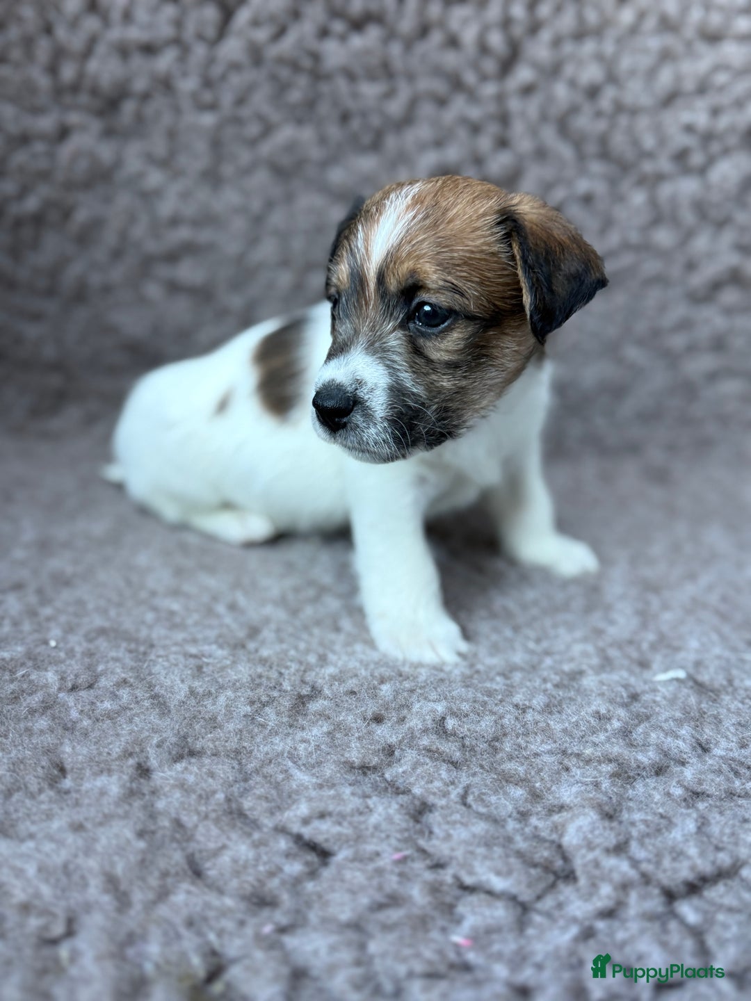 Jack Russel Terriër honden te koop: Ruwharige Jack Russel pups te koop - Advertentie 16