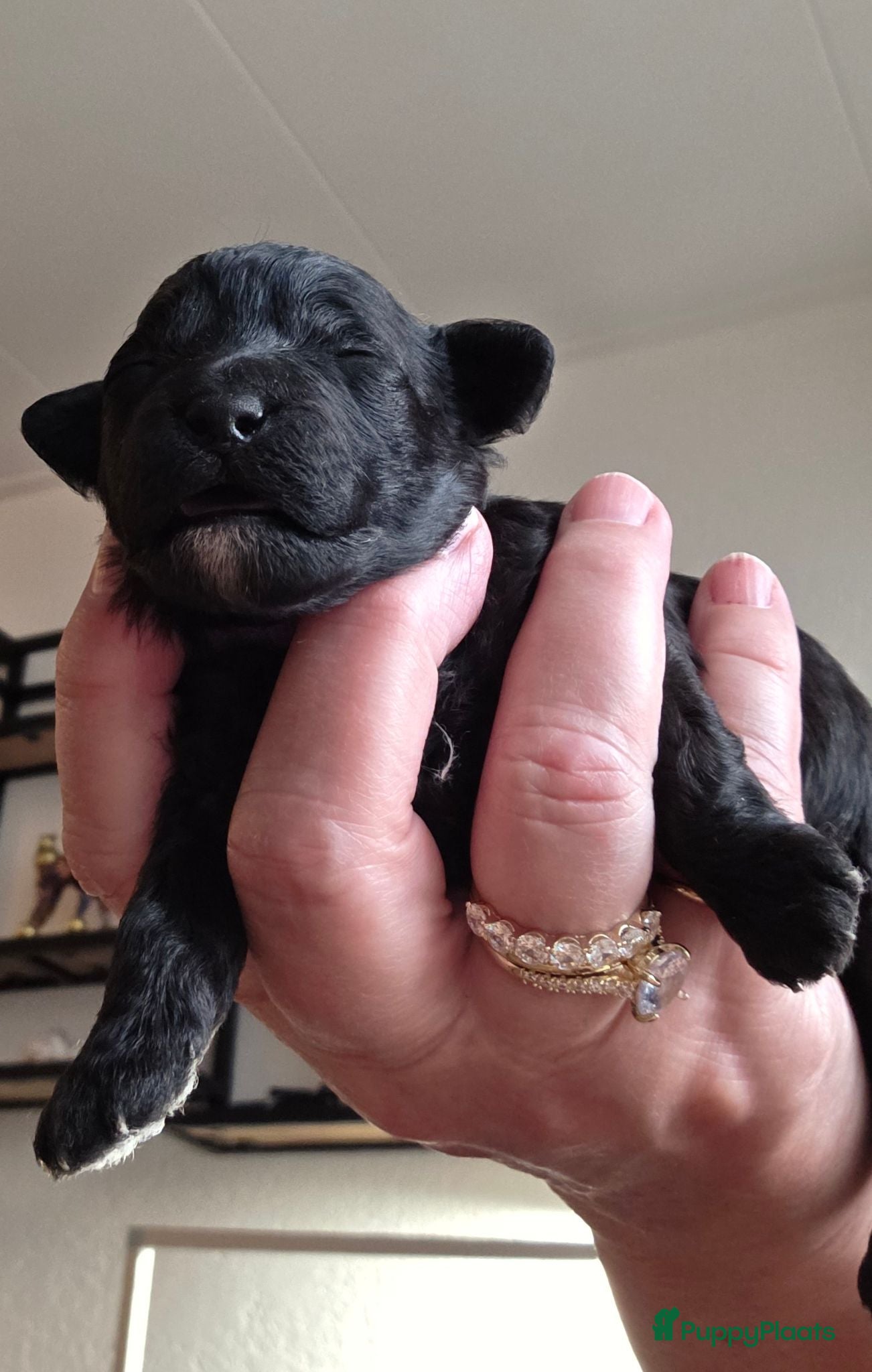 Poedel Toy honden 4 puppy's van Ginger en Uggy - Advertentie 3