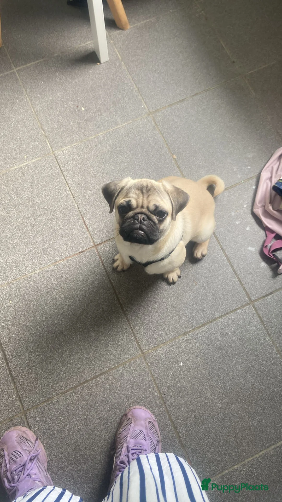 Mopshond honden te koop: mopshond reu te koop - Advertentie 2