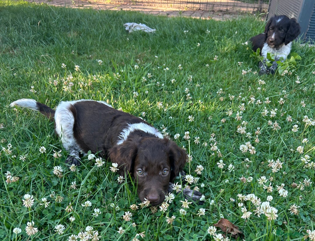 Heidewachtel honden te koop: Prachtige HeideDoodle pups in Mierlo - Afbeelding 2
