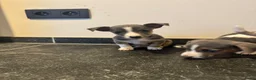 Jack Russel Terriër honden te koop: Jack Russel pups te koop - Advertentie 3