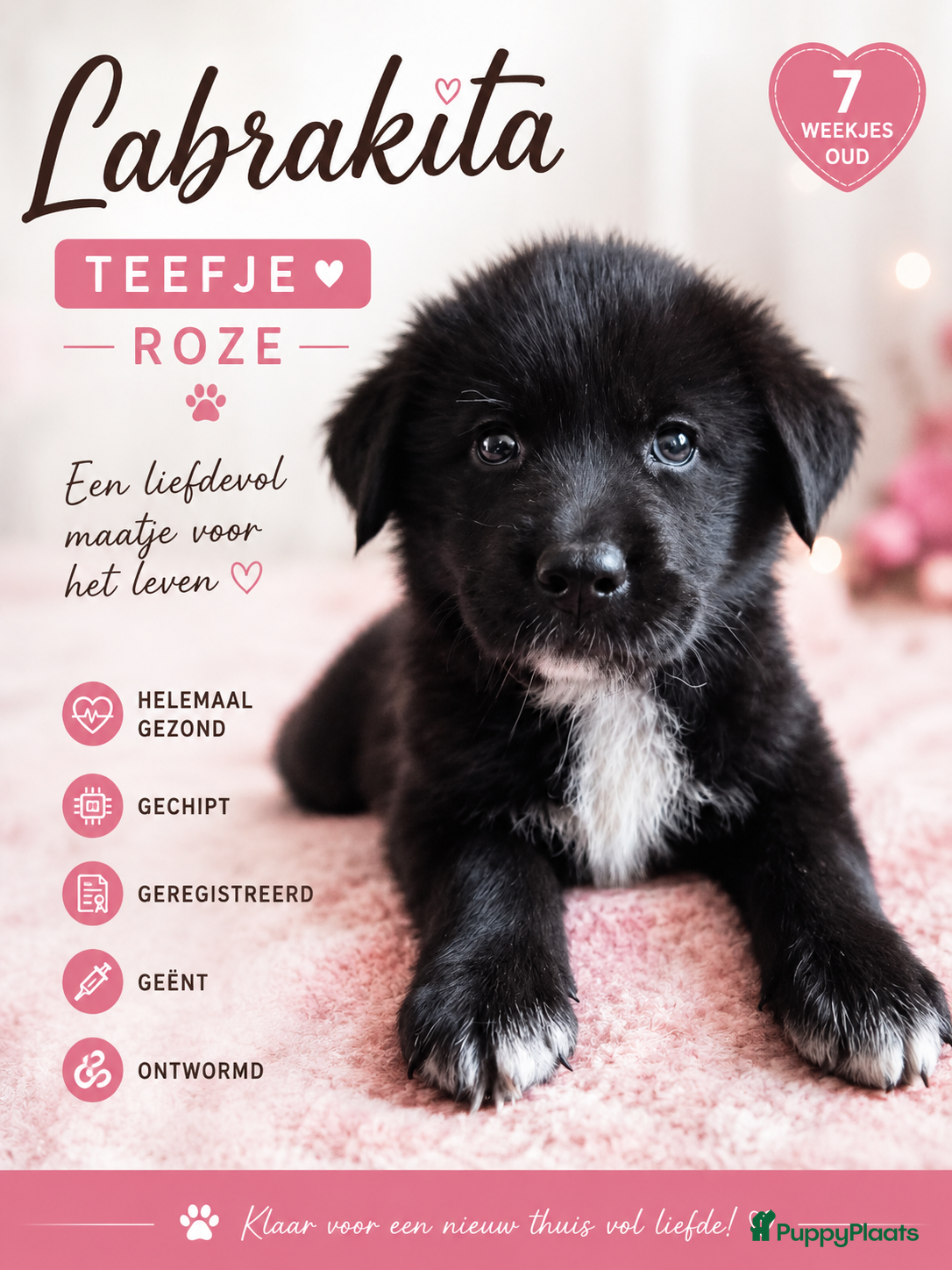 Kruising honden Labrakita pups (Labrador x Akita) Loyaal & speels - Advertentie 2