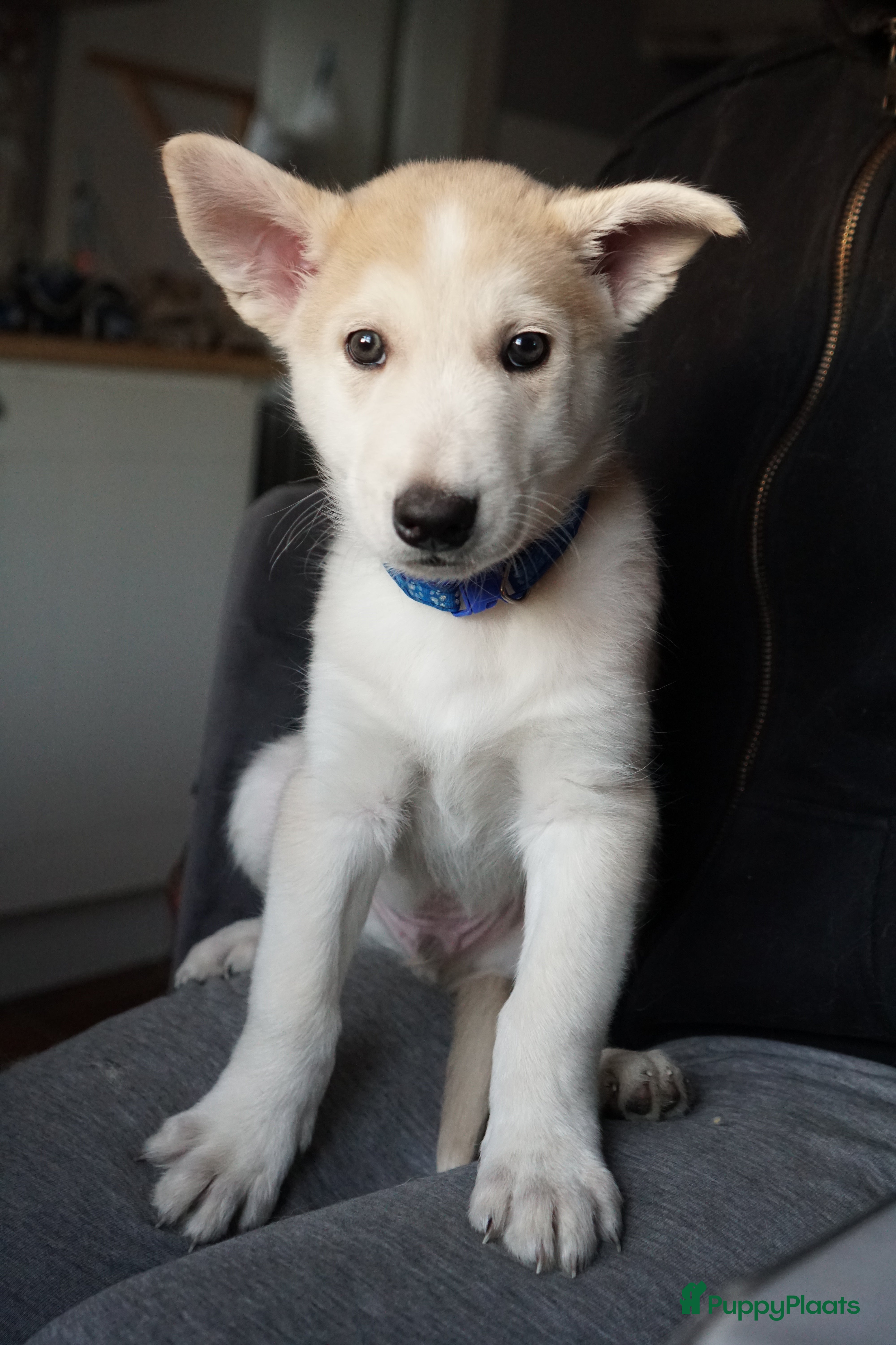 Kruising honden Prachtige Husky x Mechelse herder kruising pups - Advertentie 2