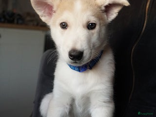 Kruising honden Prachtige Husky x Mechelse herder kruising pups - Advertentie 2