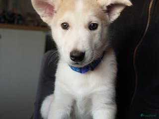 Kruising honden te koop: Prachtige Husky x Mechelse herder kruising pups - Advertentie 1