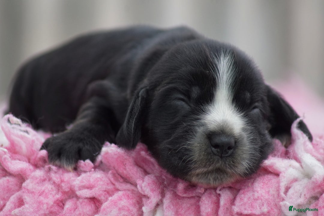 Engelse Cocker Spaniel honden te koop: Engelse Cocker Spaniel Pups met Stamboom  - Afbeelding 9