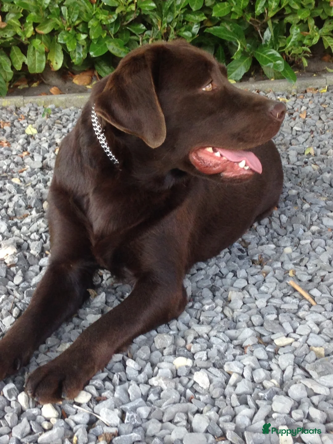 Labrador Retriever honden ter dekking: Staat ter dekking zeer mooie labrador reu - Advertentie 1