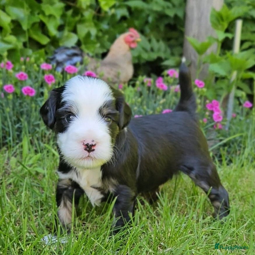 Tibetaanse Terriër honden Lieve Tibetaanse Terriër pups met stamboom  - Advertentie 1