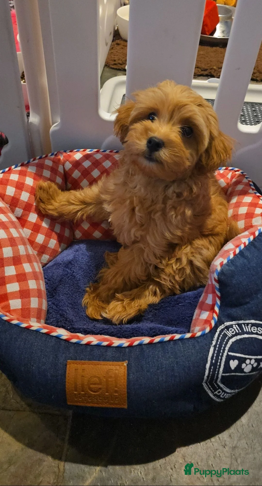 Maltipoo honden te koop: Mooie Lieve Maltipoo Maltezer / toypoedel pups - Advertentie 2