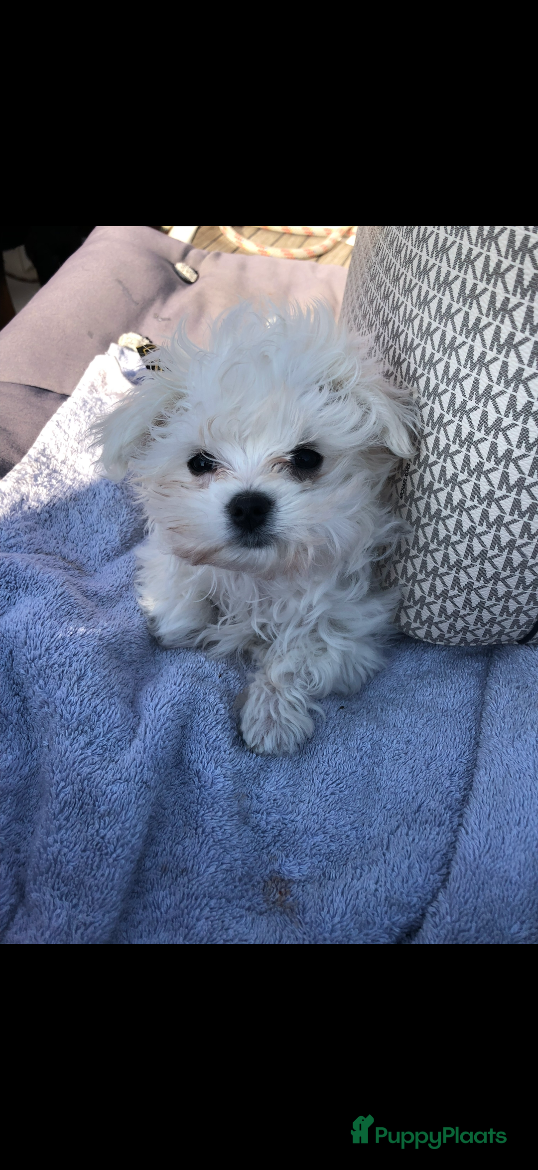 Maltezer honden te koop: Toy Maltezer pups - Advertentie 3