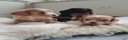 Cavapoo honden te koop: Mooie Cavapoo pupjes 🥰 in Bergeijk - Advertentie 13