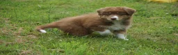 Australian Shepherd honden te koop: Australian shepherd pups - Advertentie 5