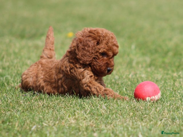 Cockapoo honden Cockapoo pups - Advertentie 1