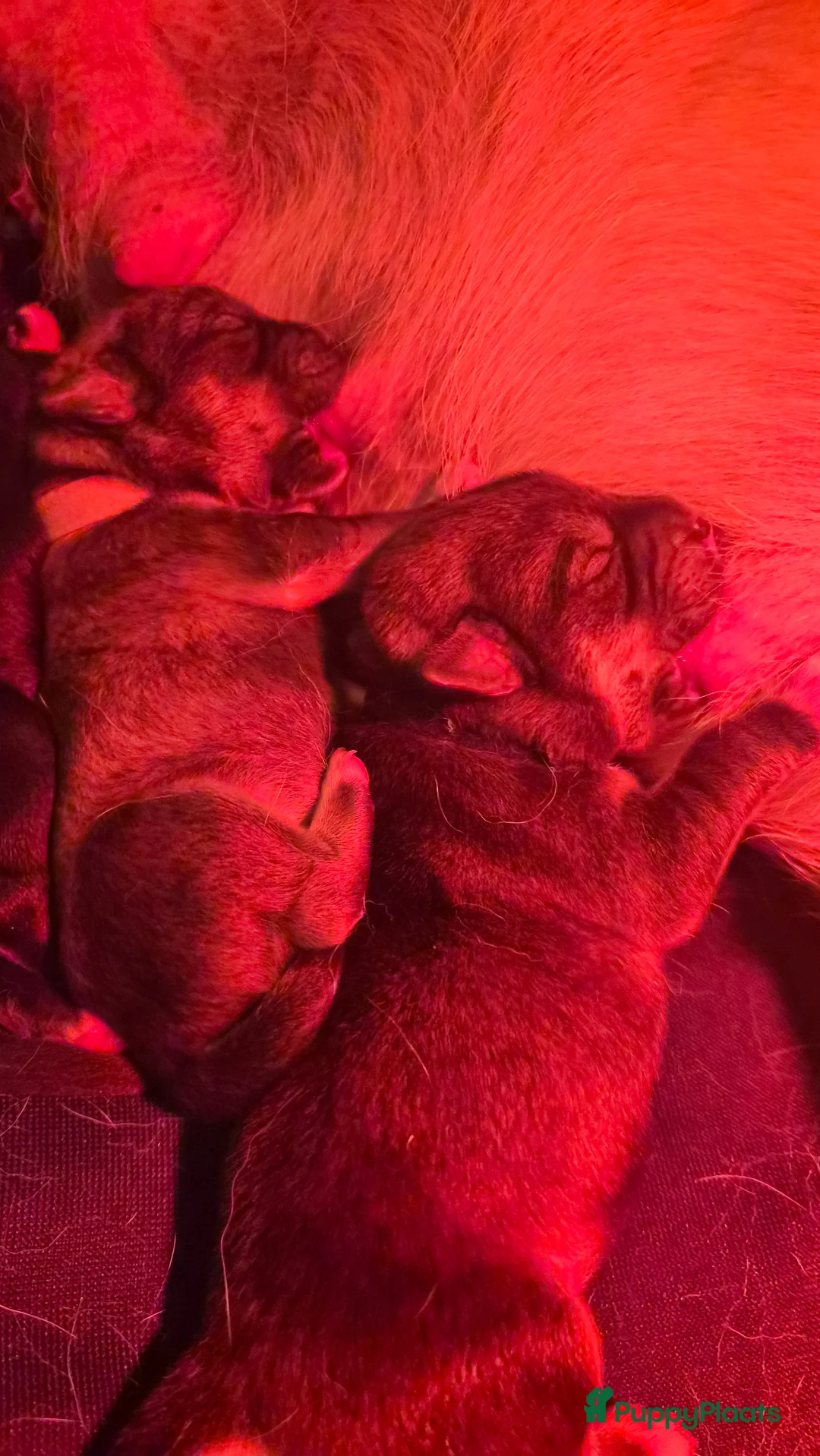 Kruising honden te koop: Unike Labrakita pups (Labrador x Akita) - Advertentie 1