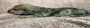 Koos