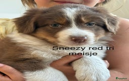 Australian Shepherd honden te koop: Raszuivere Australian Shepherd  - Afbeelding 2