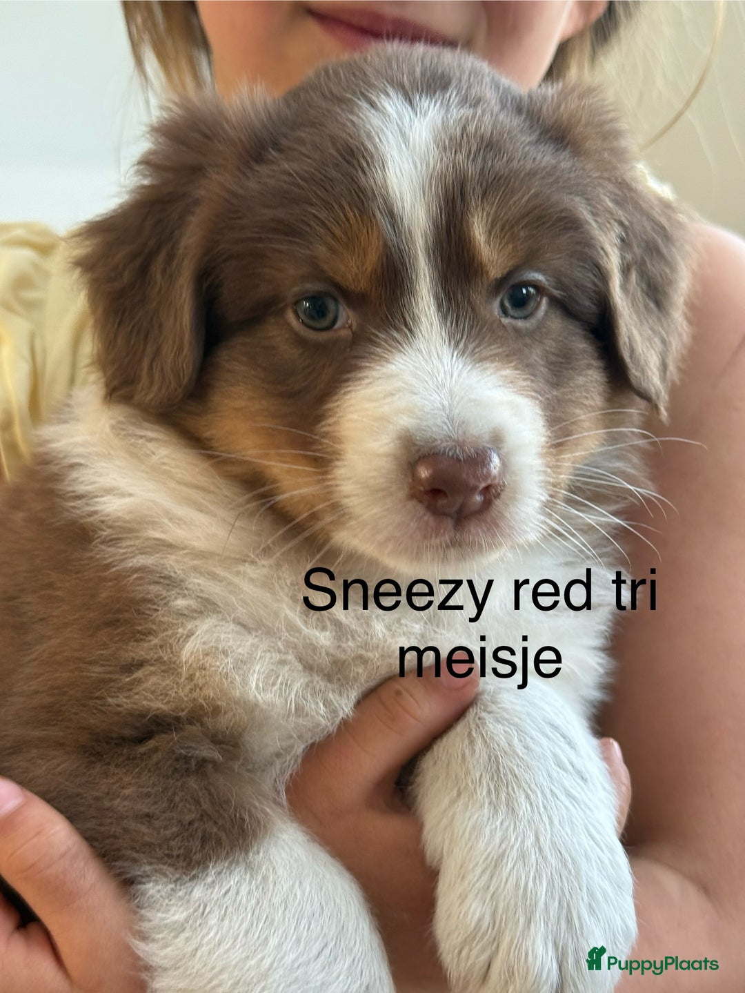 Australian Shepherd honden te koop: Raszuivere Australian Shepherd  - Afbeelding 2