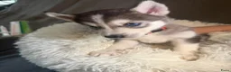 Siberische Husky honden te koop: Lieve Siberische puppies - Advertentie 9