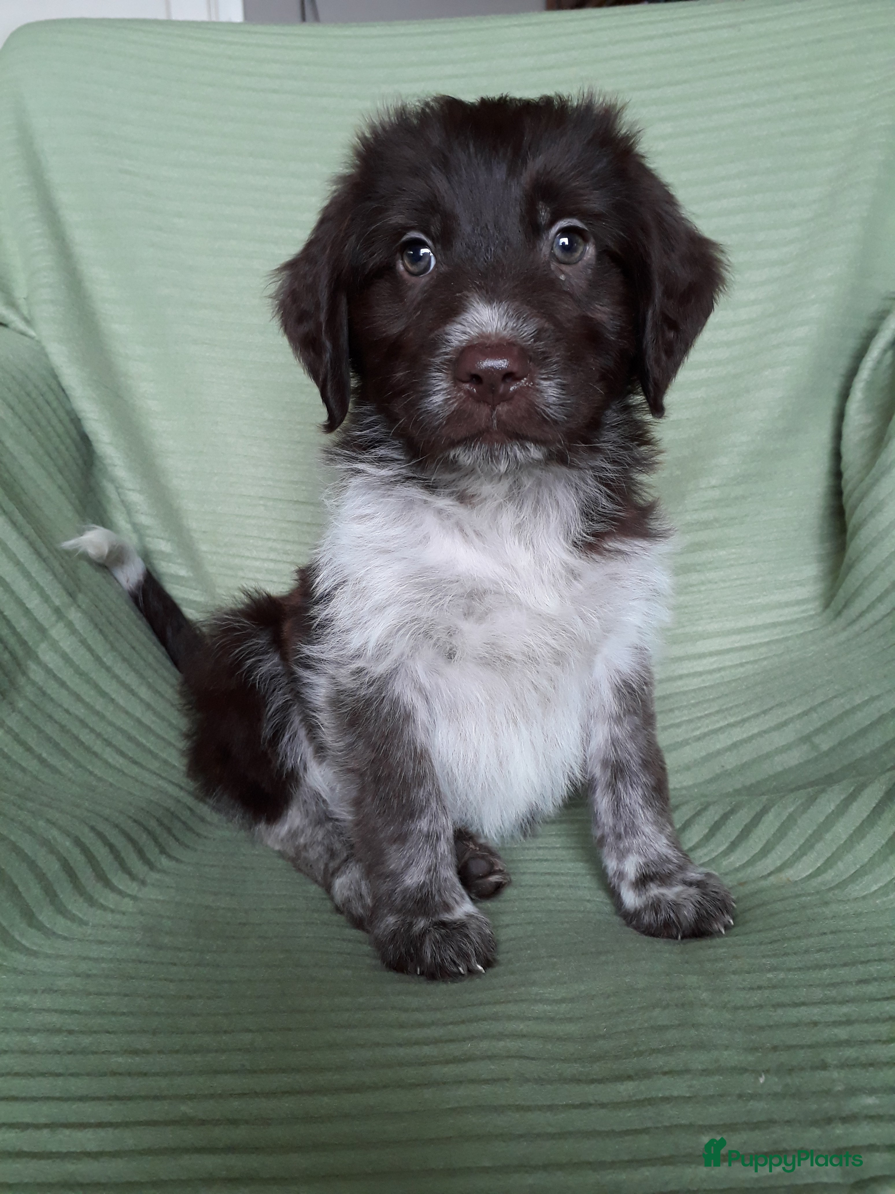 Kruising honden Leuke en lieve kruising pups(1 reutje beschikbaar) - Advertentie 1