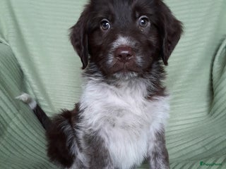 Kruising honden Leuke en lieve kruising pups - Advertentie 1