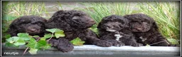 Labradoodle honden te koop: Labradoodle mini +/- 40 cm chocolade bruin - Advertentie 18