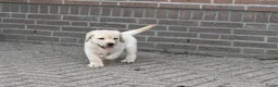 Labrador Retriever honden te koop: Knappe Labrador pups met stamboom ! - Advertentie 9