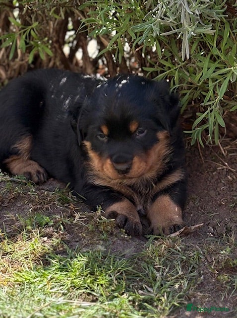 Kruising honden Berner SennerxRottweiler puppy's - Advertentie 1