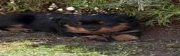 Kruising honden te koop: Berner SennerxRottweiler puppy's in Dalfsen - Advertentie 1