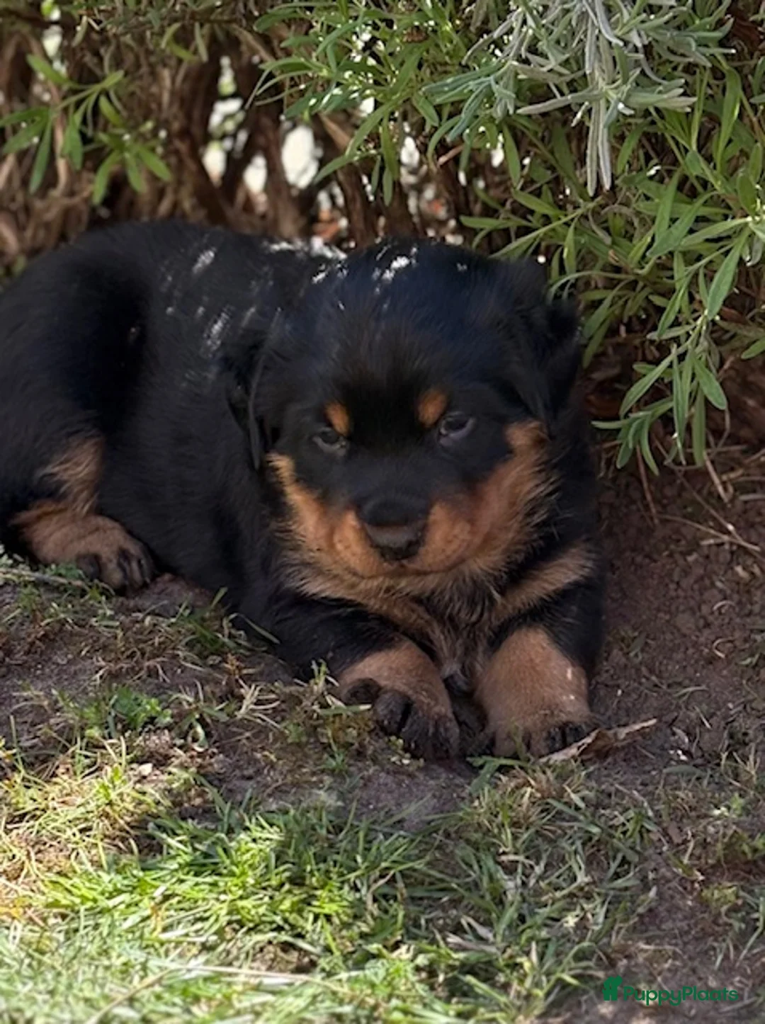 Kruising honden te koop: Berner SennerxRottweiler puppy's in Dalfsen - Advertentie 1
