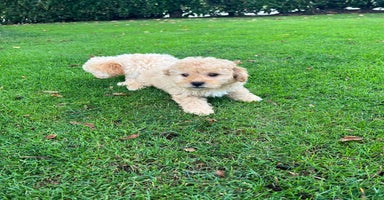 Maltipoo honden - Advertentie 14