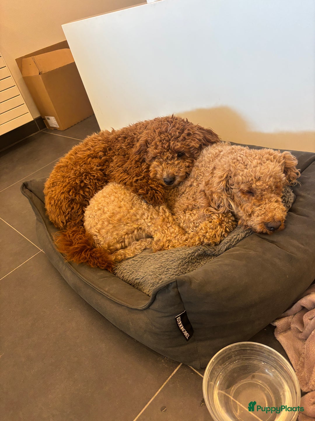 Labradoodle honden te koop: Mini labradoodle te koop - 1 teefje beschikbaar - Advertentie 11