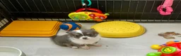 Pomchi honden te koop: Langharige blauw/wit/tan pup pomchi /chihuahua - Advertentie 3