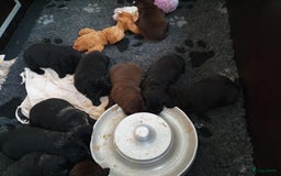 Labrador Retriever honden te koop: 3 zwarte  labrador pups reutjes  in Weert - Afbeelding 5