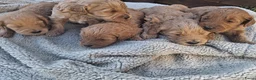 Kruising honden te koop: Prachtige australian labradoodle pups in Heesch - Advertentie 4