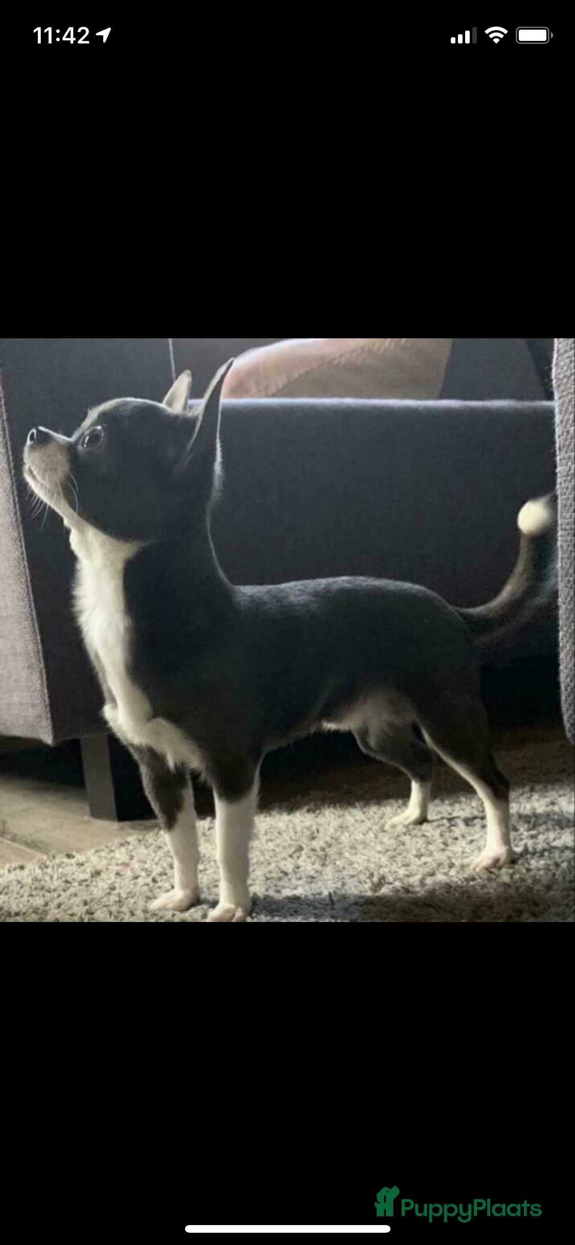 Chihuahua honden Ervaren chihuahua dekreu blauw - Advertentie 2