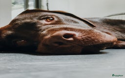Labrador Retriever honden ter adoptie: Our Beloved Chocolate Lab Needs a New Home ❤️‍🩹🐶 - Afbeelding 6